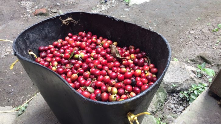 Kaffeeland Kolumbien